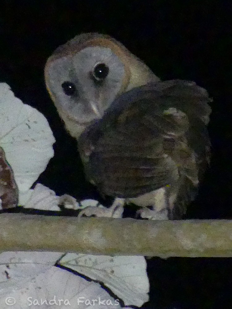 Ashy-faced Owl - ML549824521