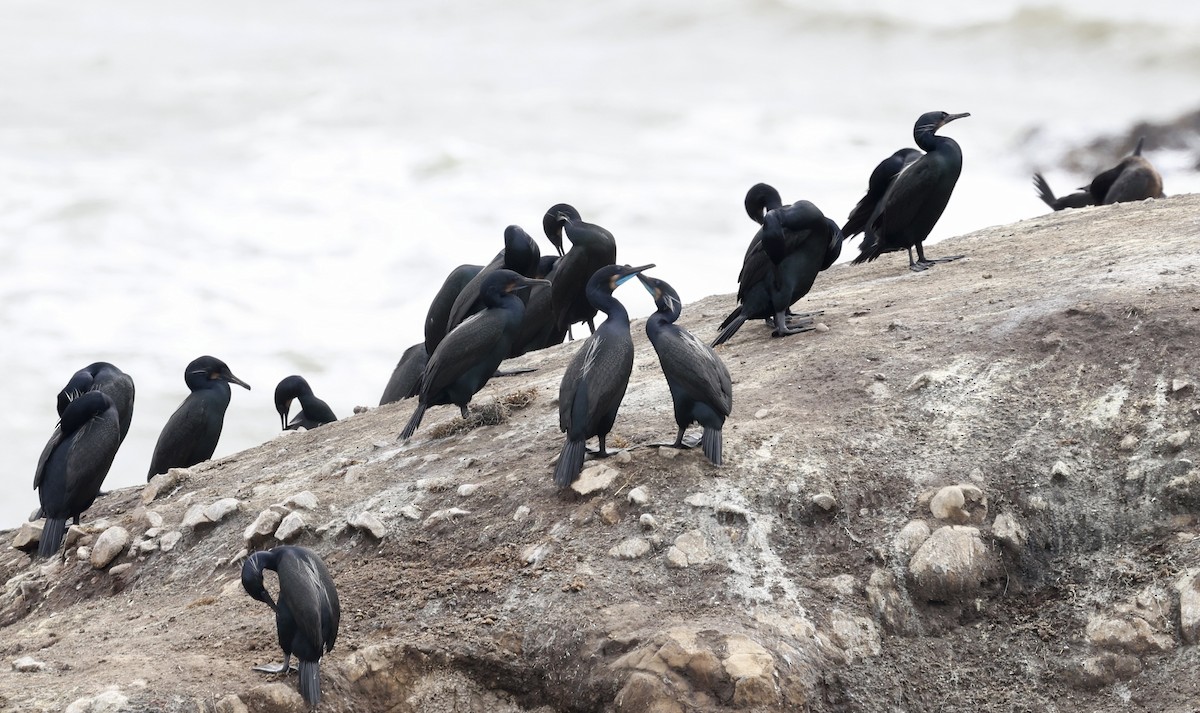 Brandt's Cormorant - ML549825111