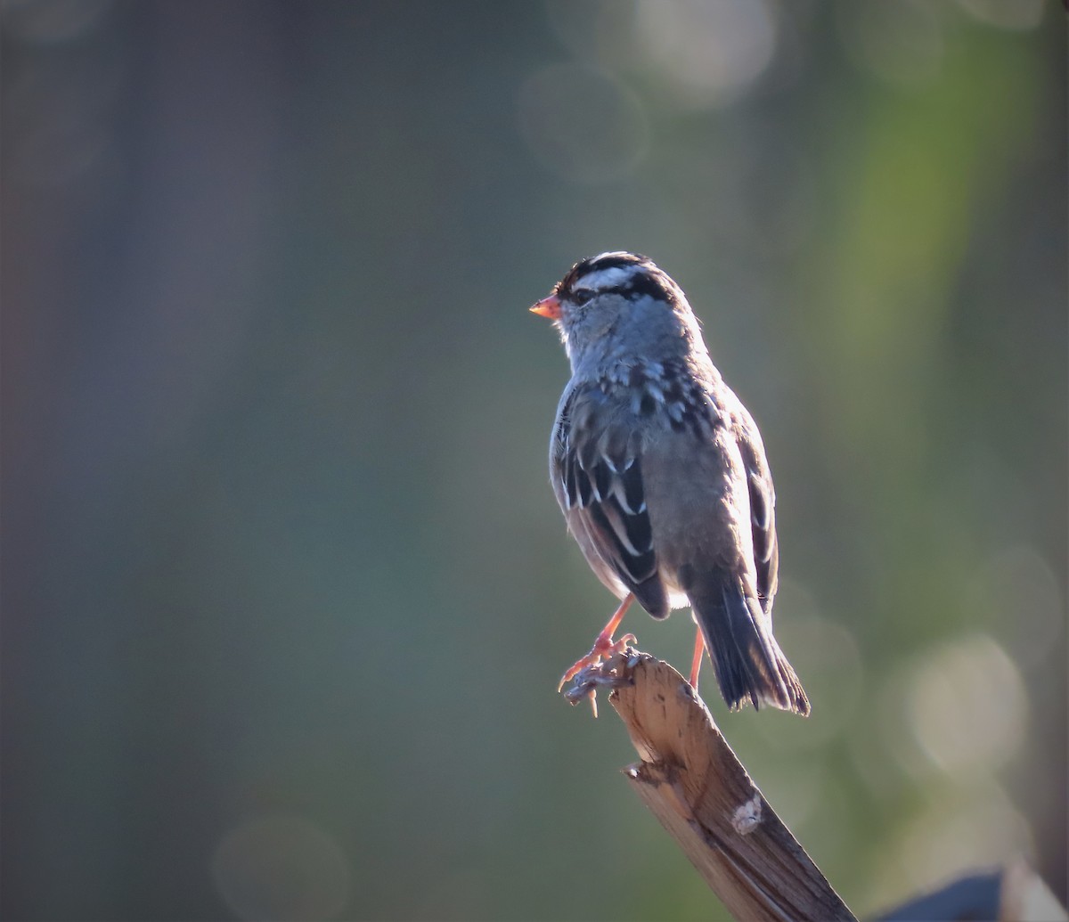 White-crowned Sparrow - ML549826501