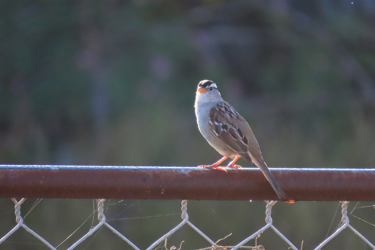 White-crowned Sparrow - ML549826511