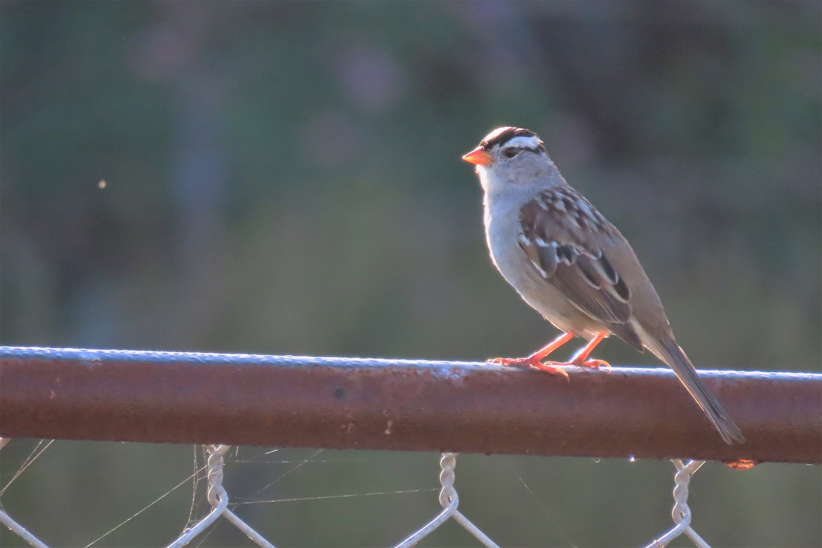 White-crowned Sparrow - ML549826521