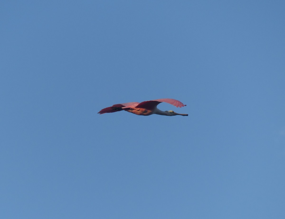 Roseate Spoonbill - Fernando Vilariño