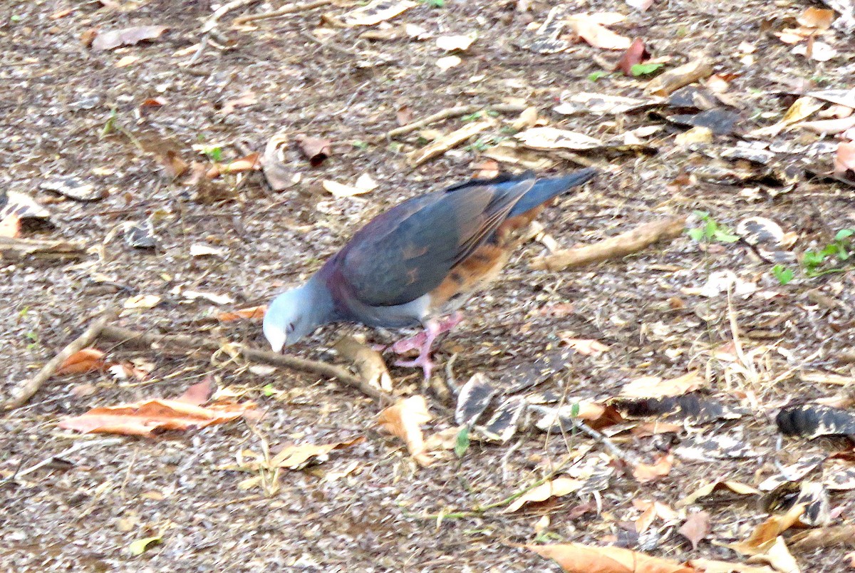 Gray-fronted Quail-Dove - ML54982761