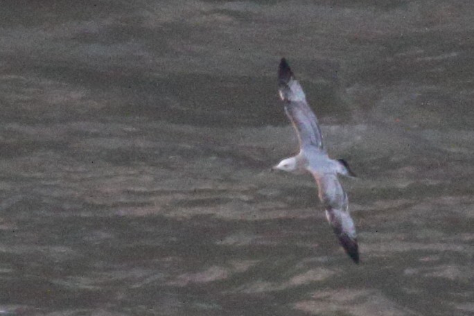 American Herring Gull - ML549828051