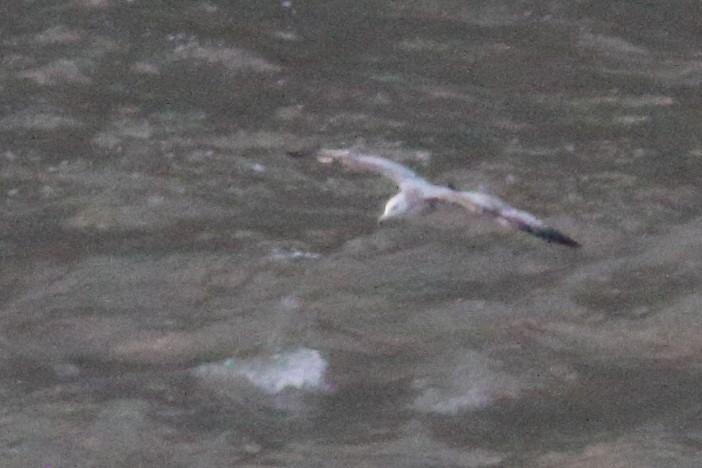 American Herring Gull - ML549828151