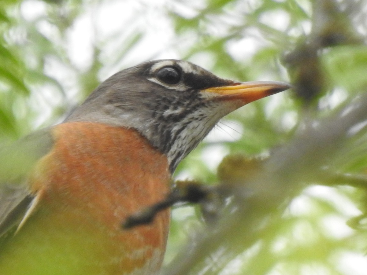 American Robin - ML549829821