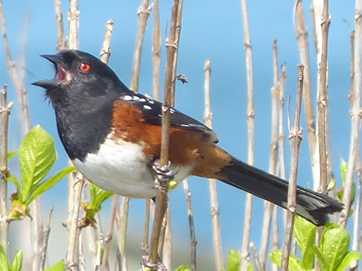 Spotted Towhee - Andy Frank