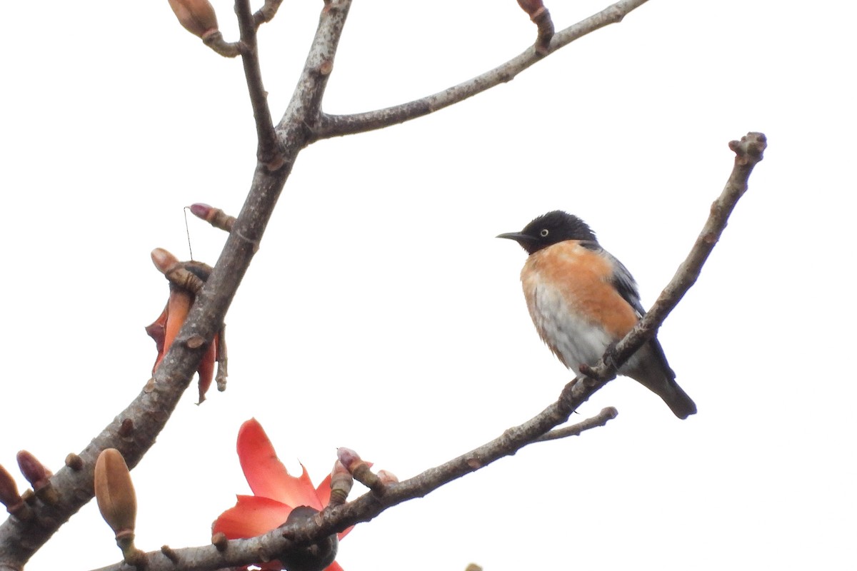 Spot-winged Starling - ML549830421