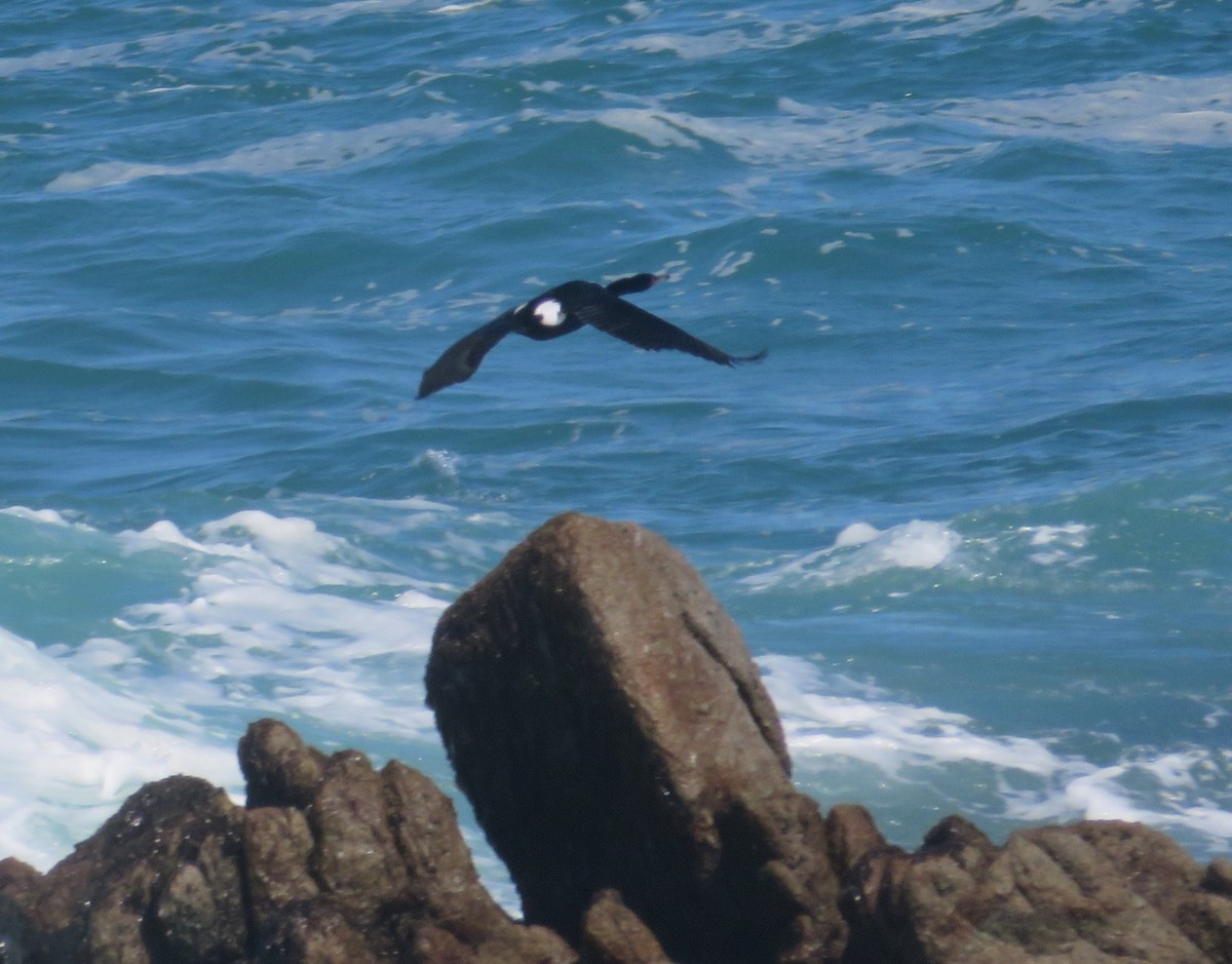 Cormorán Pelágico - ML549830991