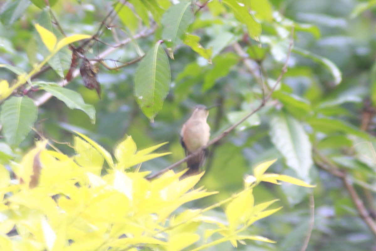 kolibřík pestroocasý - ML549831121