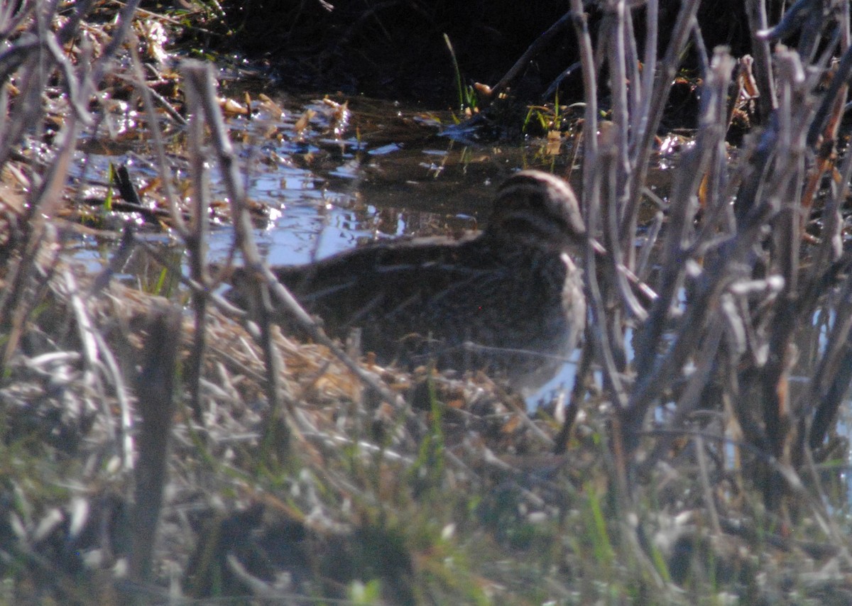 bekasina severoamerická - ML549831251