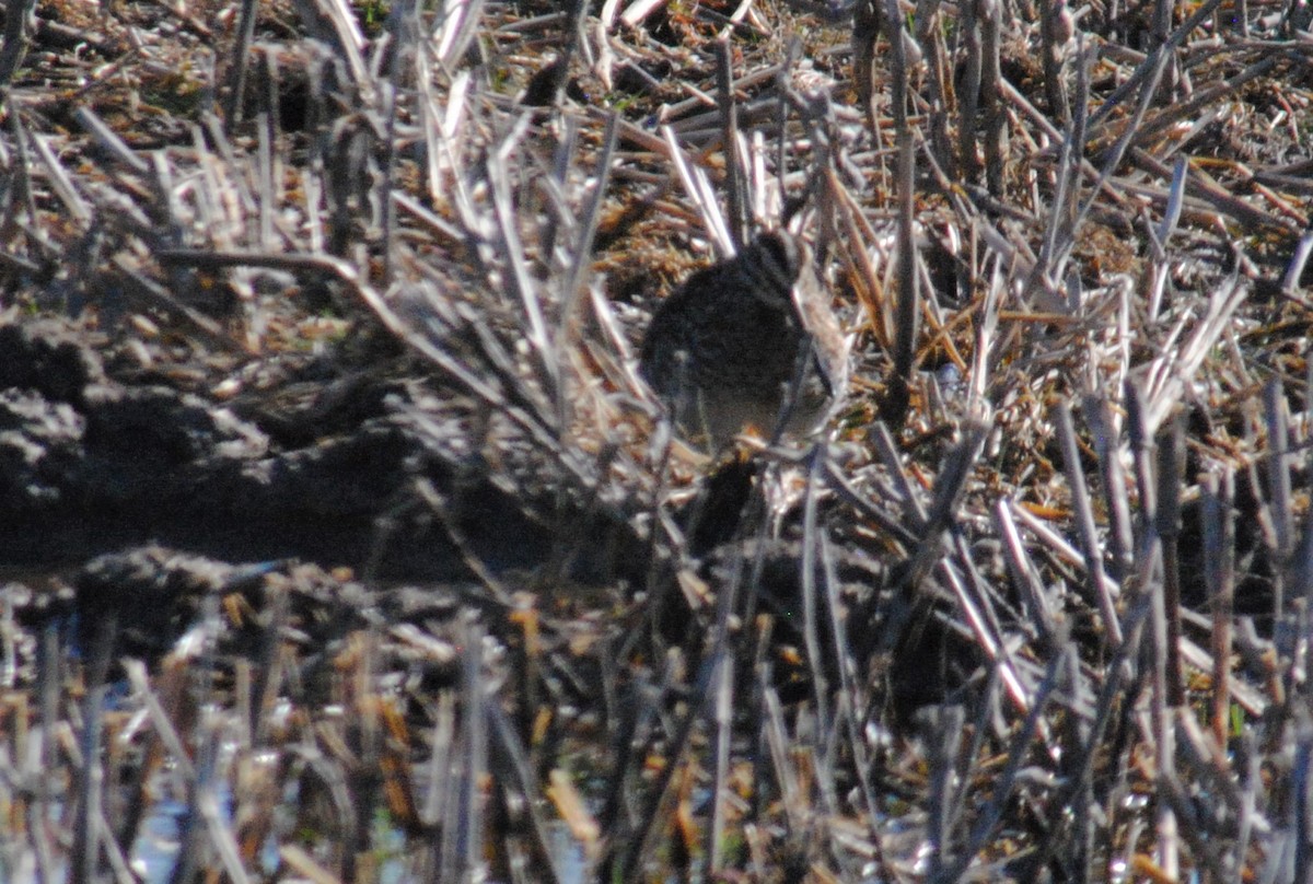 Wilson's Snipe - ML549831361