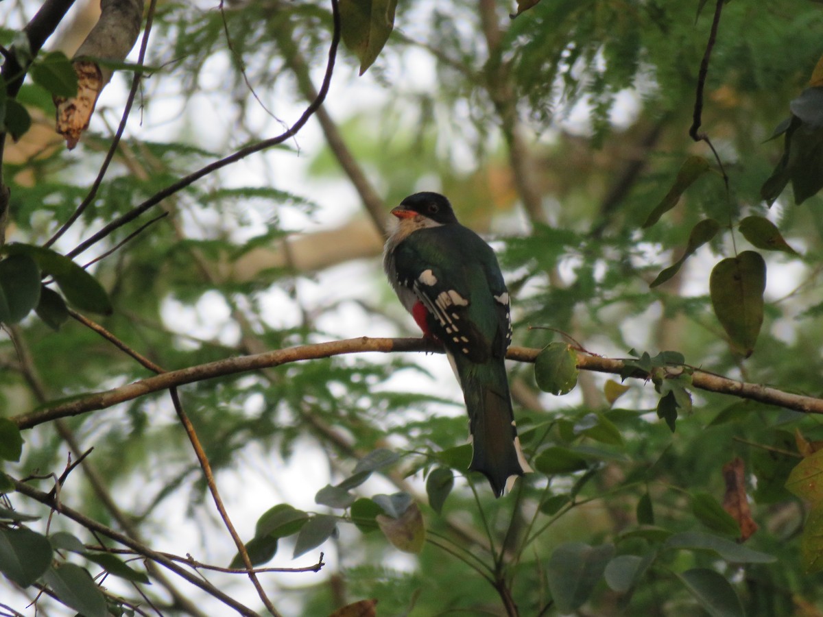 Cuban Trogon - Thomas Hinnebusch