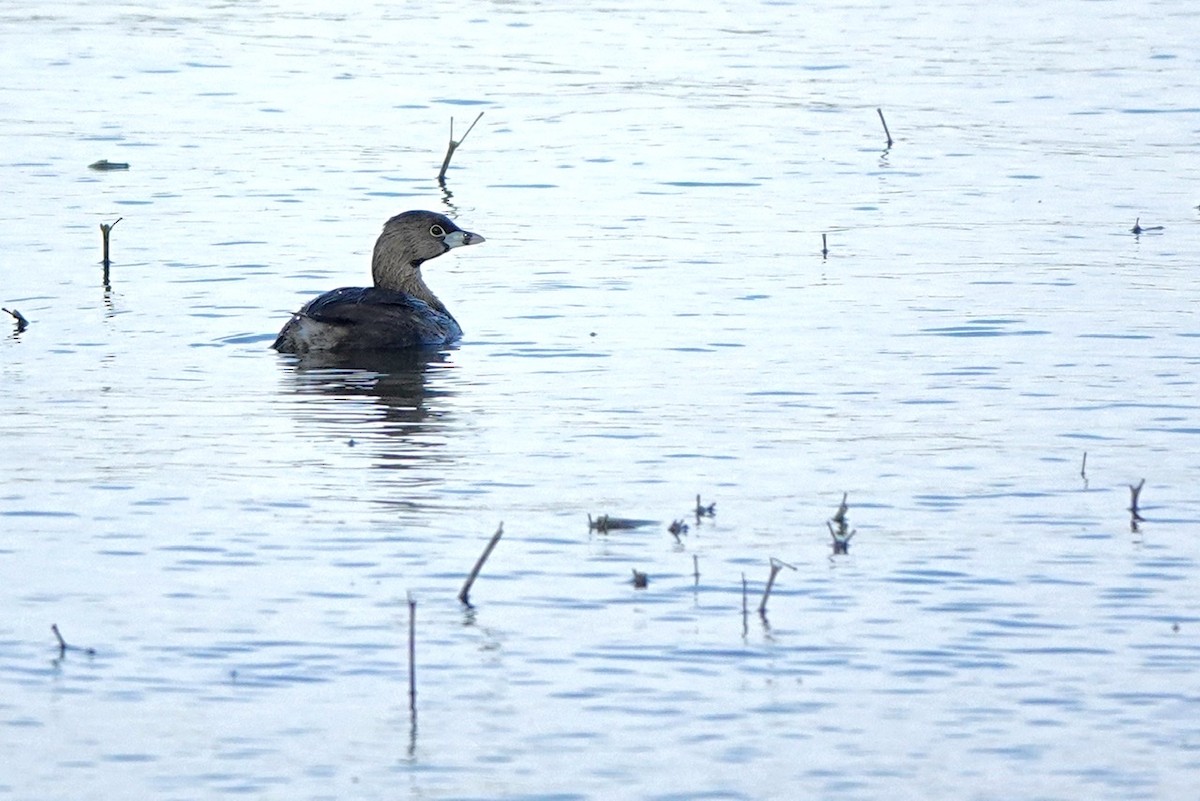 Pied-billed Grebe - ML549832361