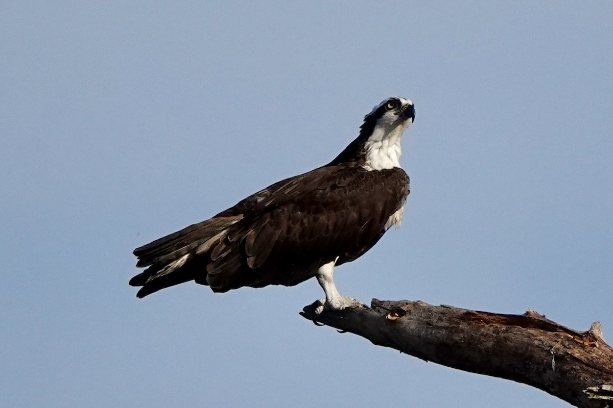 Osprey - ML549832891