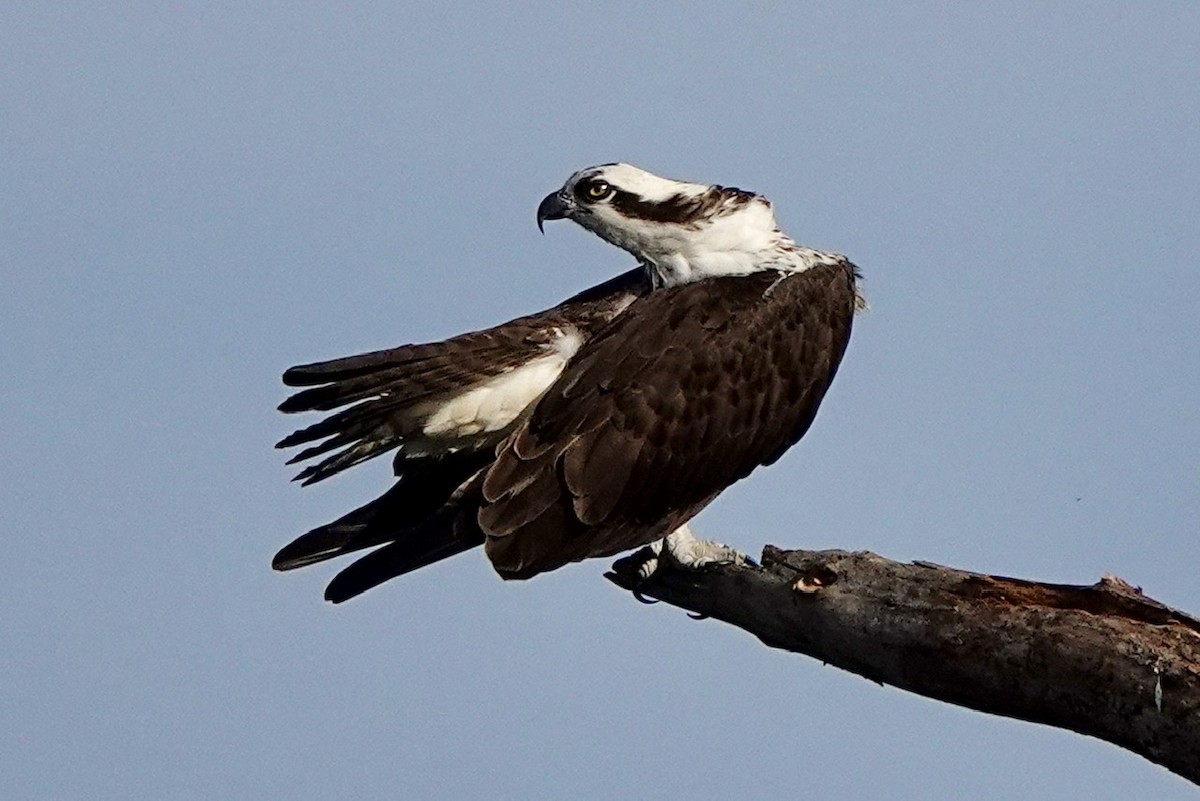 Osprey - ML549832901