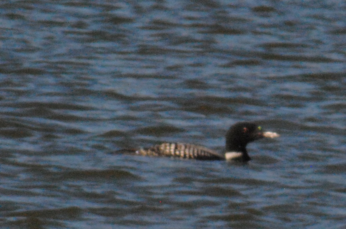 Common Loon - ML549833411
