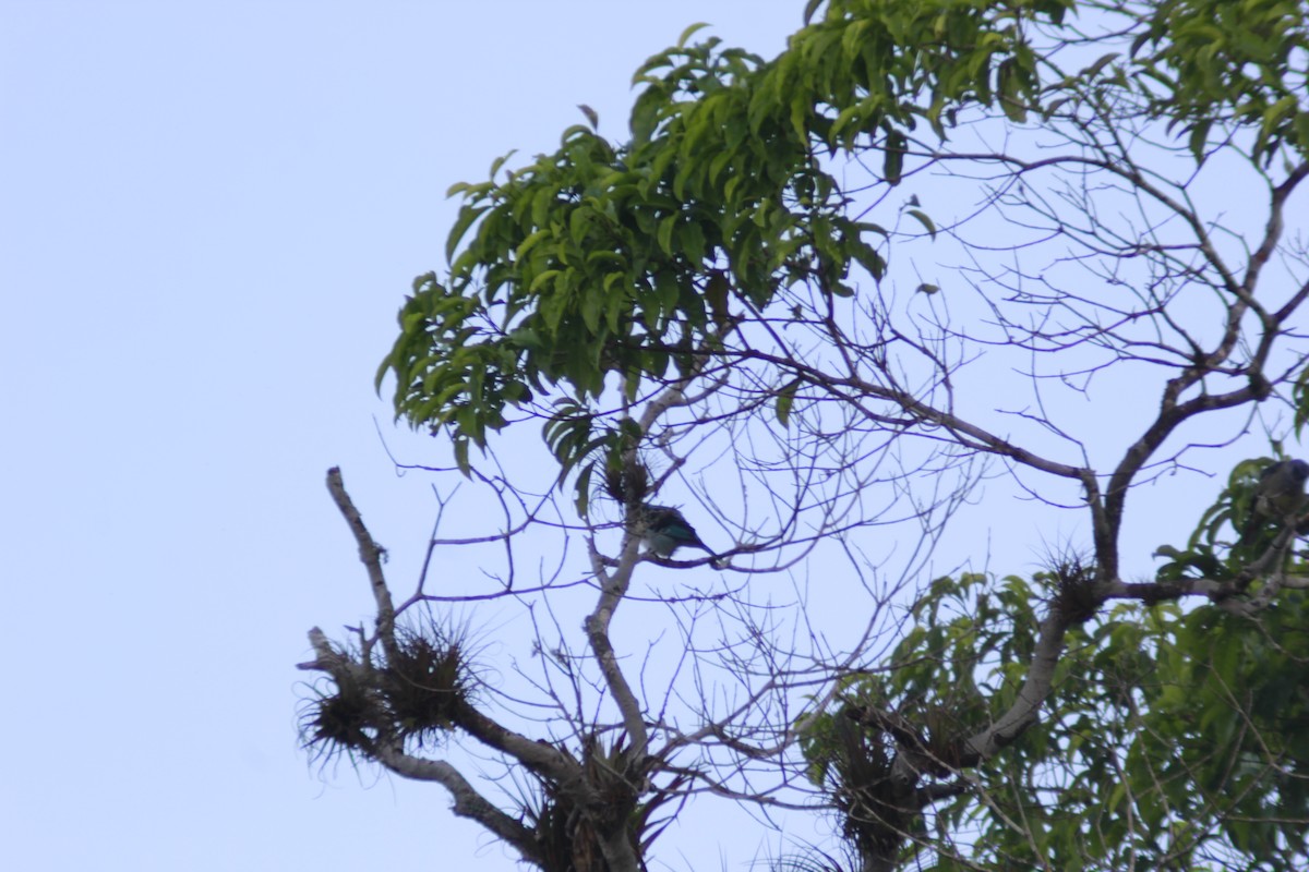 Azure-rumped Tanager - Carlos Javier / Contoy excursions