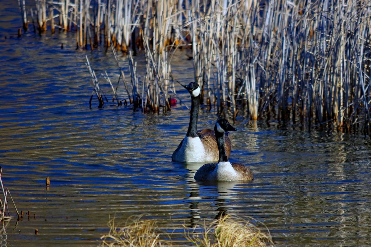 Branta kanadar handia - ML549833931