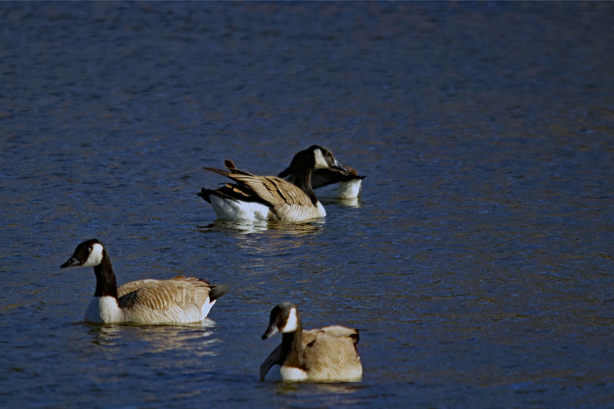 Branta kanadar handia - ML549834101
