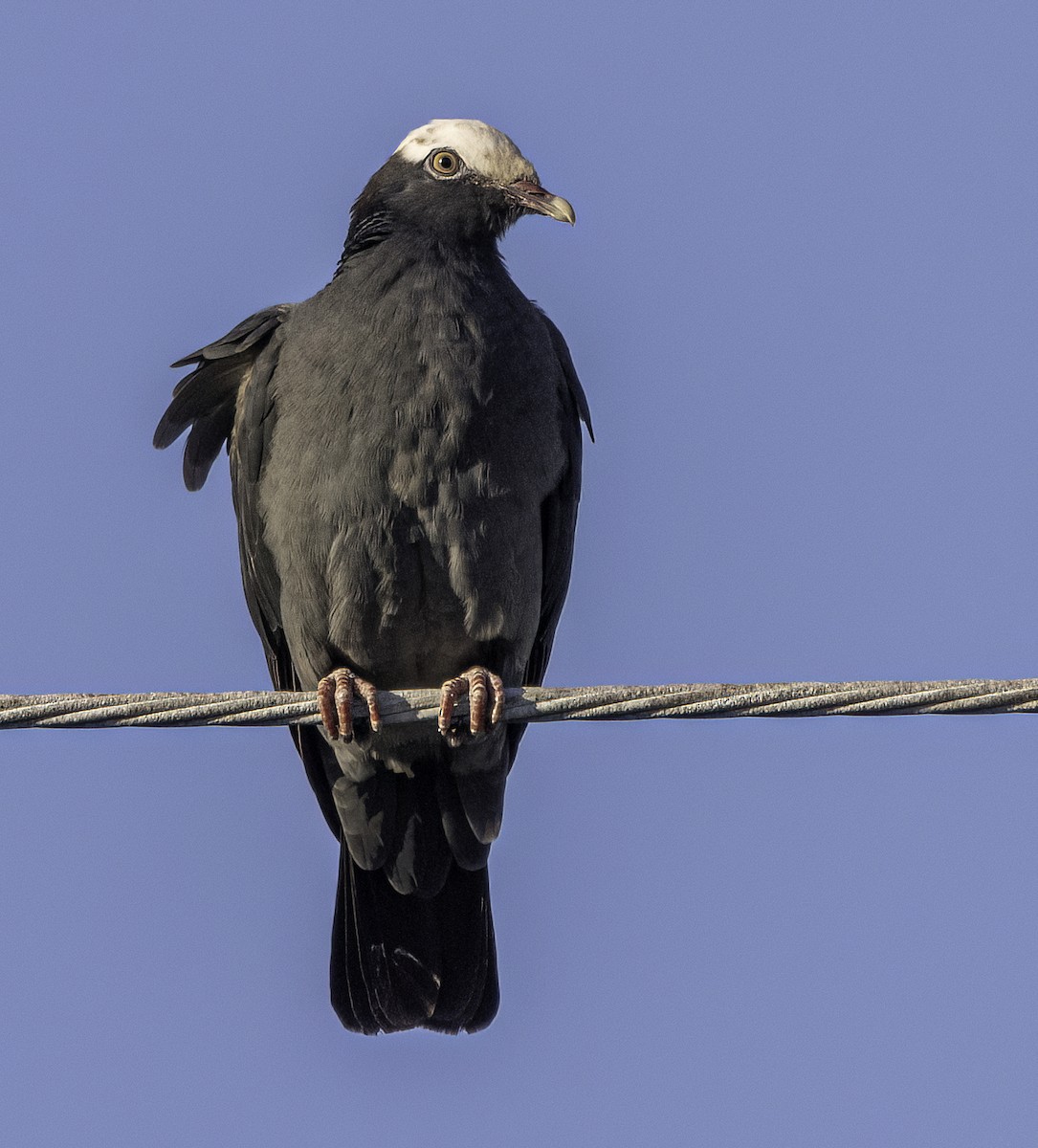 Pigeon à couronne blanche - ML549834491