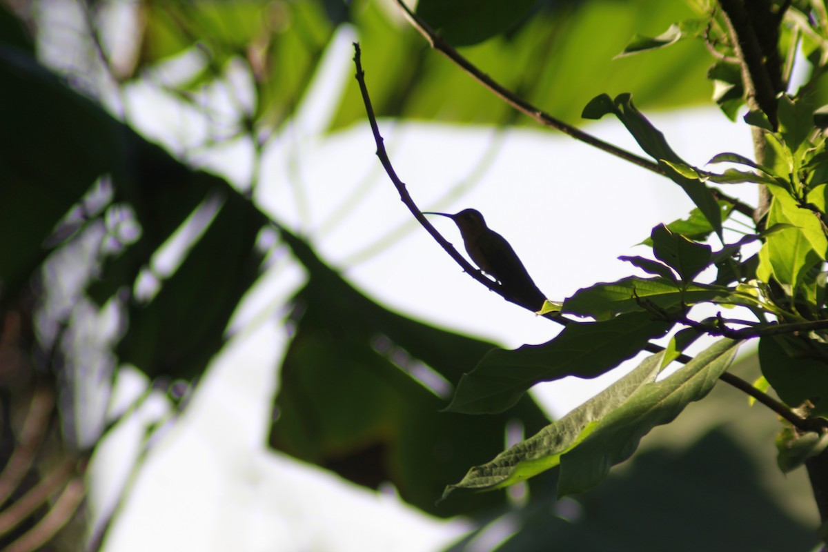 Colibrí Rojizo Mexicano - ML549834551