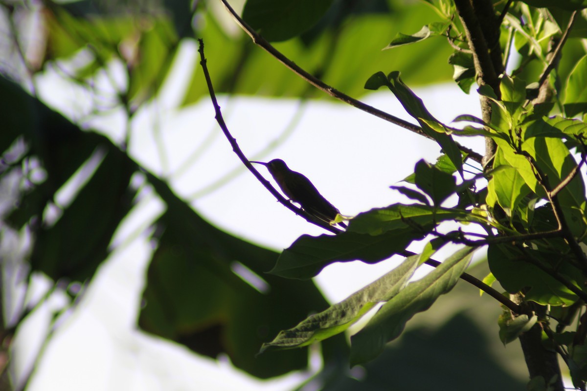 kolibřík pestroocasý - ML549834561
