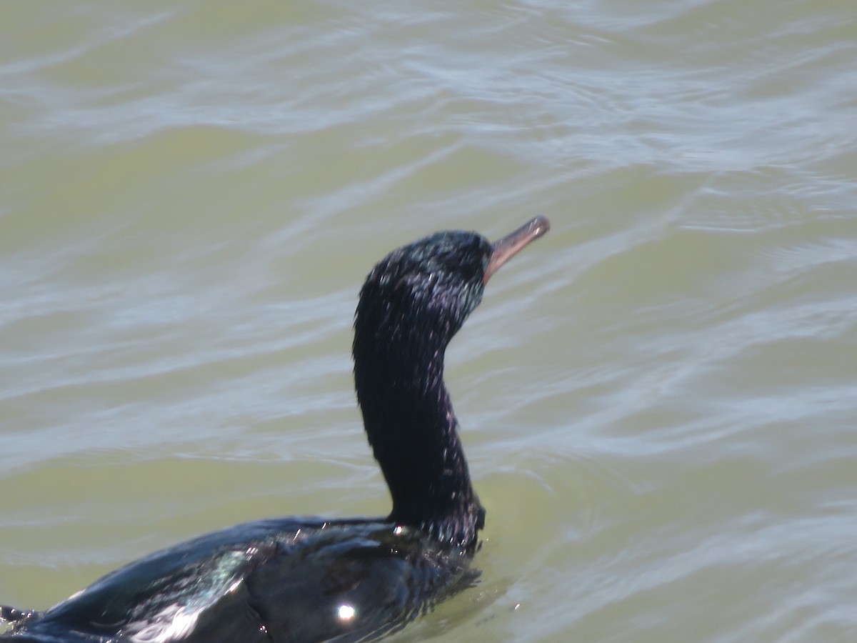 Pelagic Cormorant - ML549834591