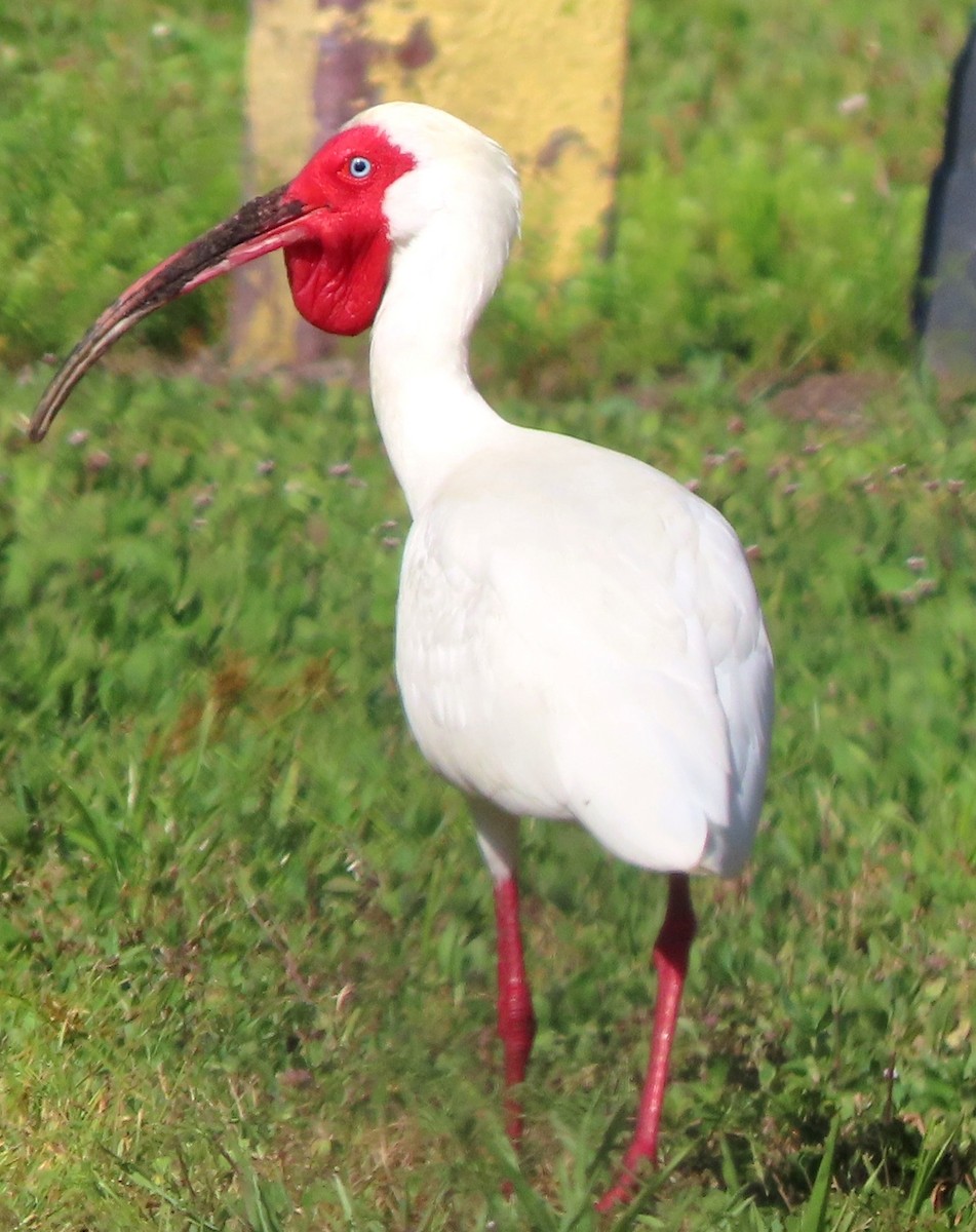 ibis bílý - ML549835241