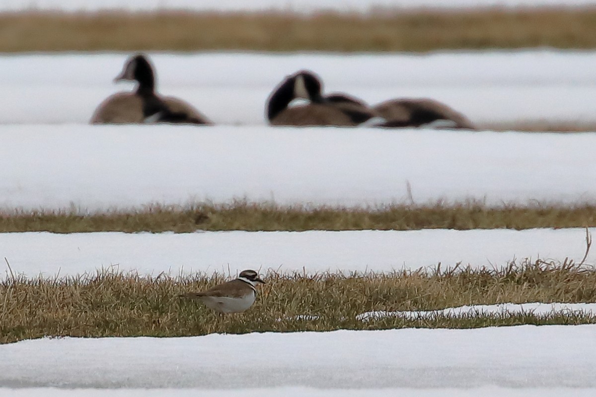 Killdeer - Mario St-Gelais