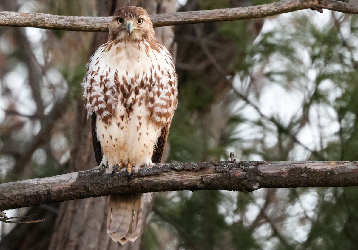 Red-tailed Hawk - ML549837281