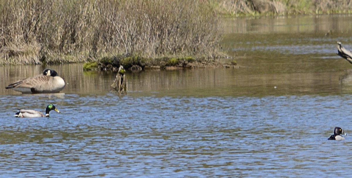 Ring-necked Duck - ML54983771