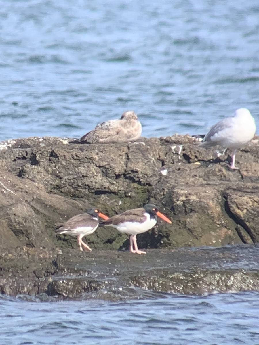 American Oystercatcher - ML549838291