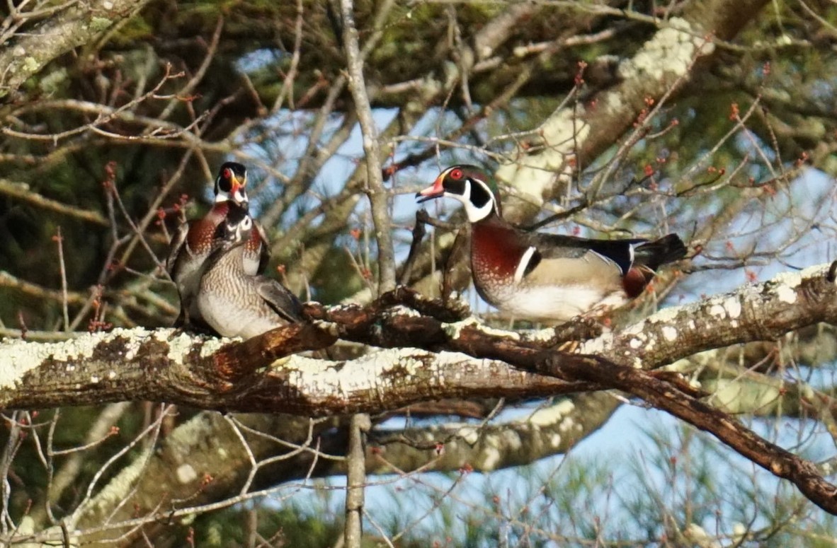 Wood Duck - Bobby Bowman