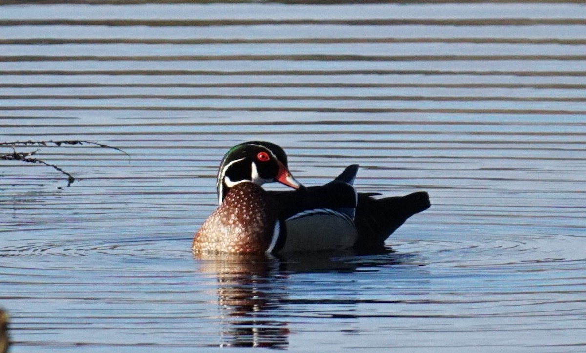 Wood Duck - ML549839431