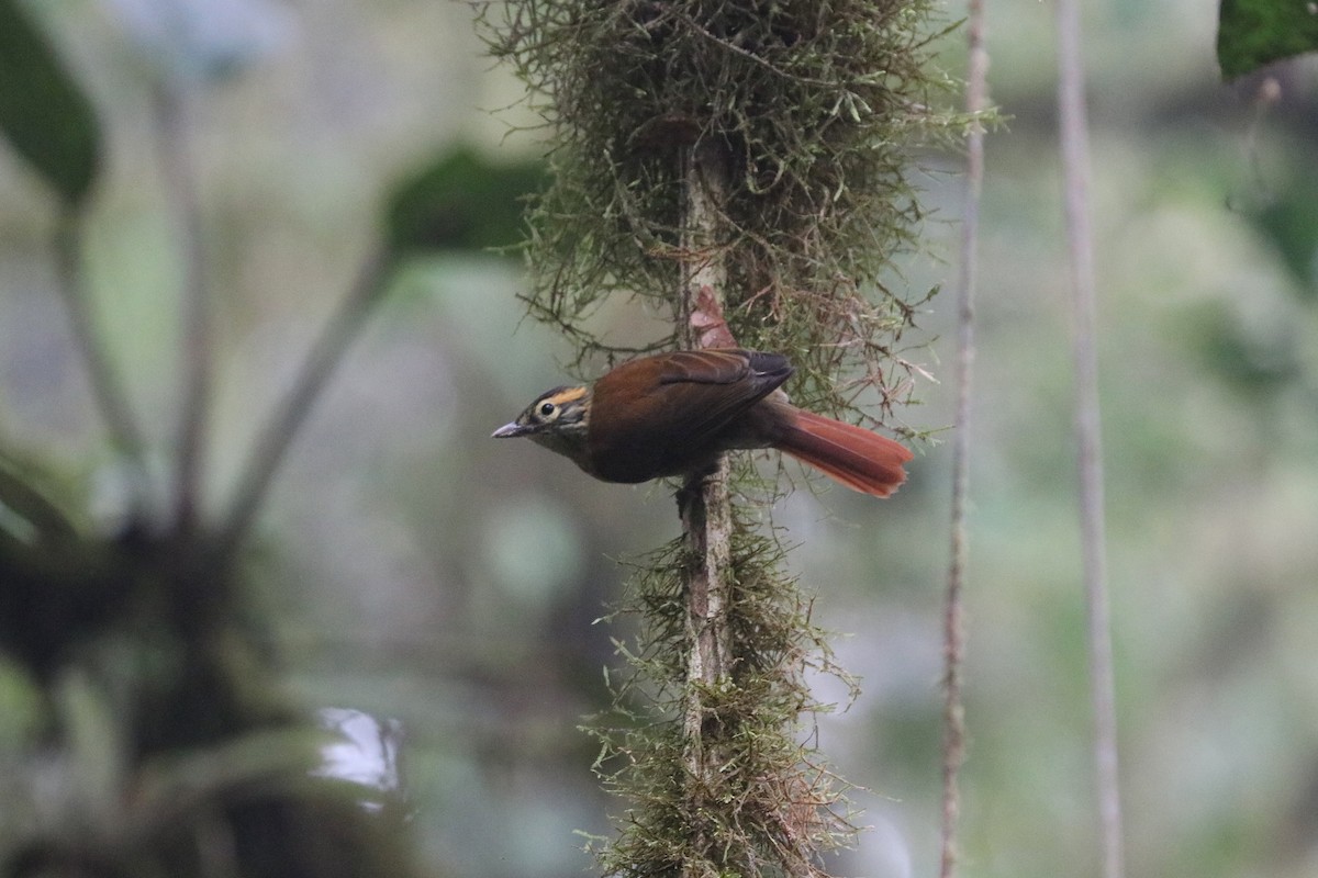 Scaly-throated Foliage-gleaner - ML549841201