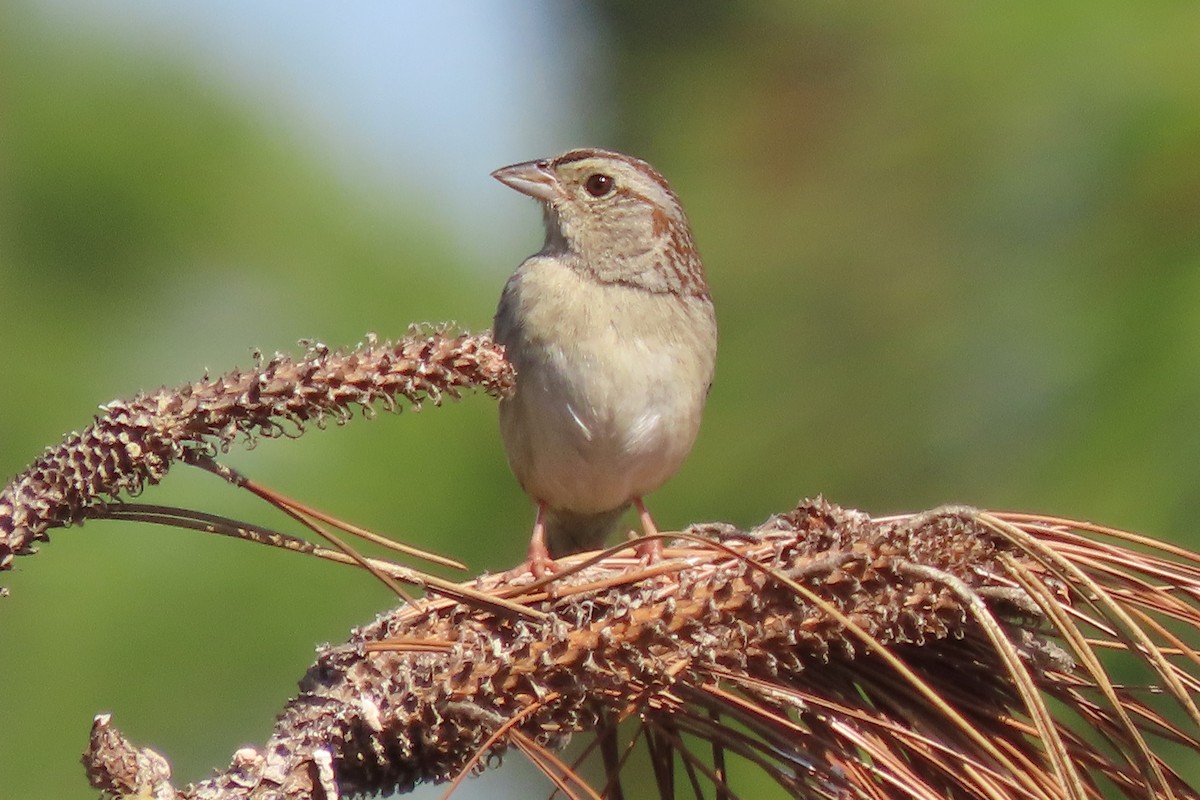 Bachman's Sparrow - ML549841321