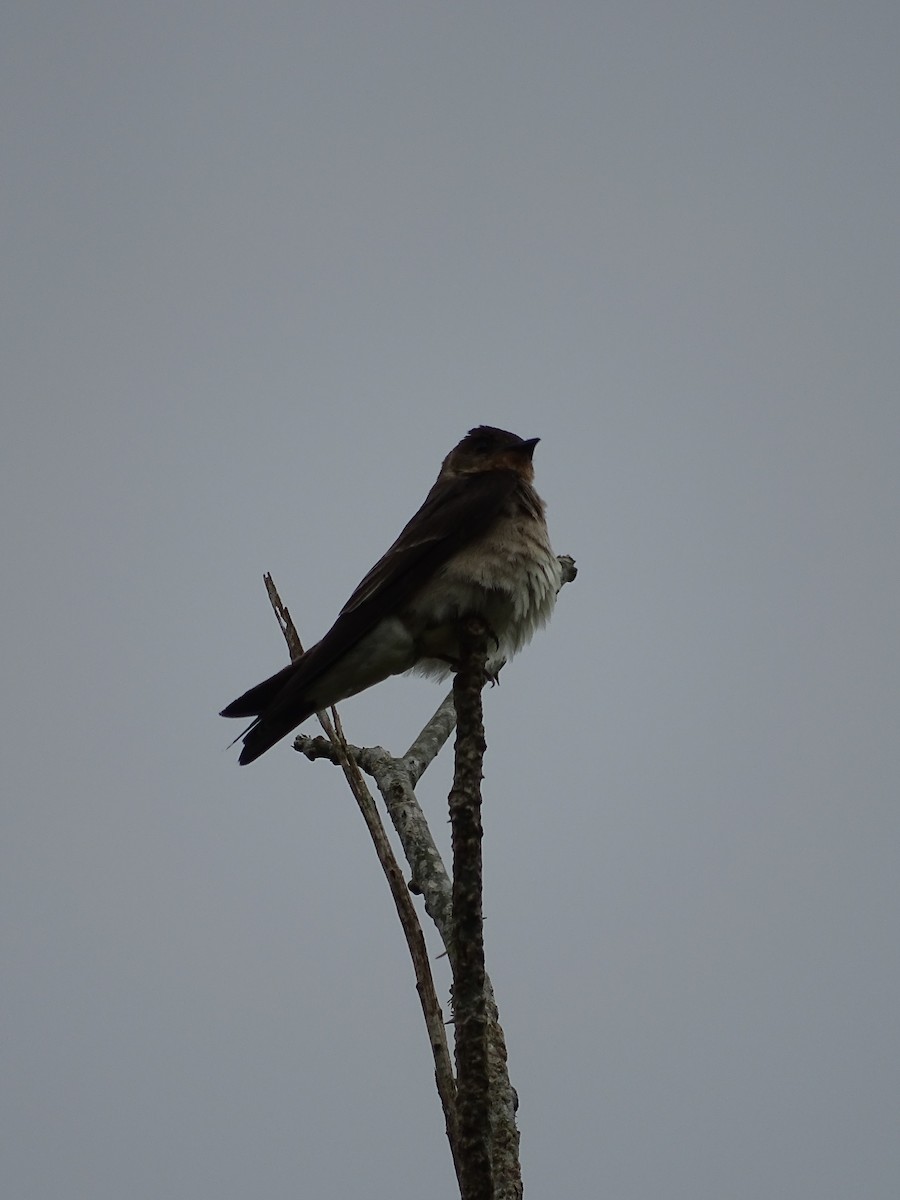 Southern Rough-winged Swallow - ML549842061