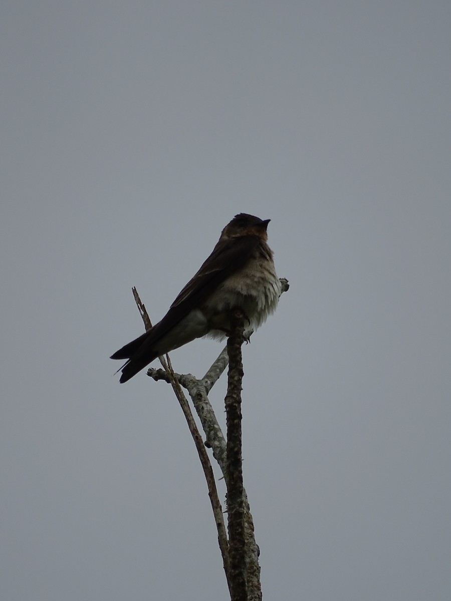 Golondrina Gorjirrufa - ML549842061