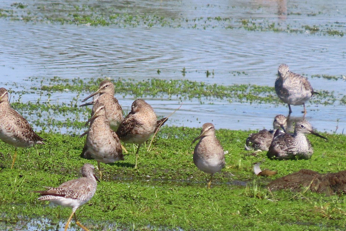Long-billed Dowitcher - ML549842121
