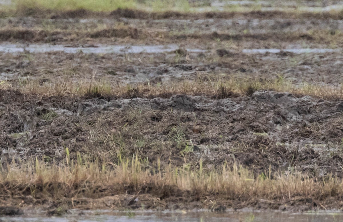 Oriental Pratincole - ML549842171