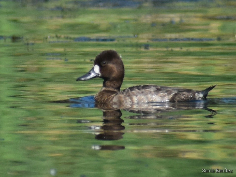 Lesser Scaup - ML549842311