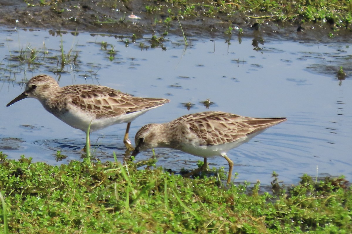 Least Sandpiper - ML549842531