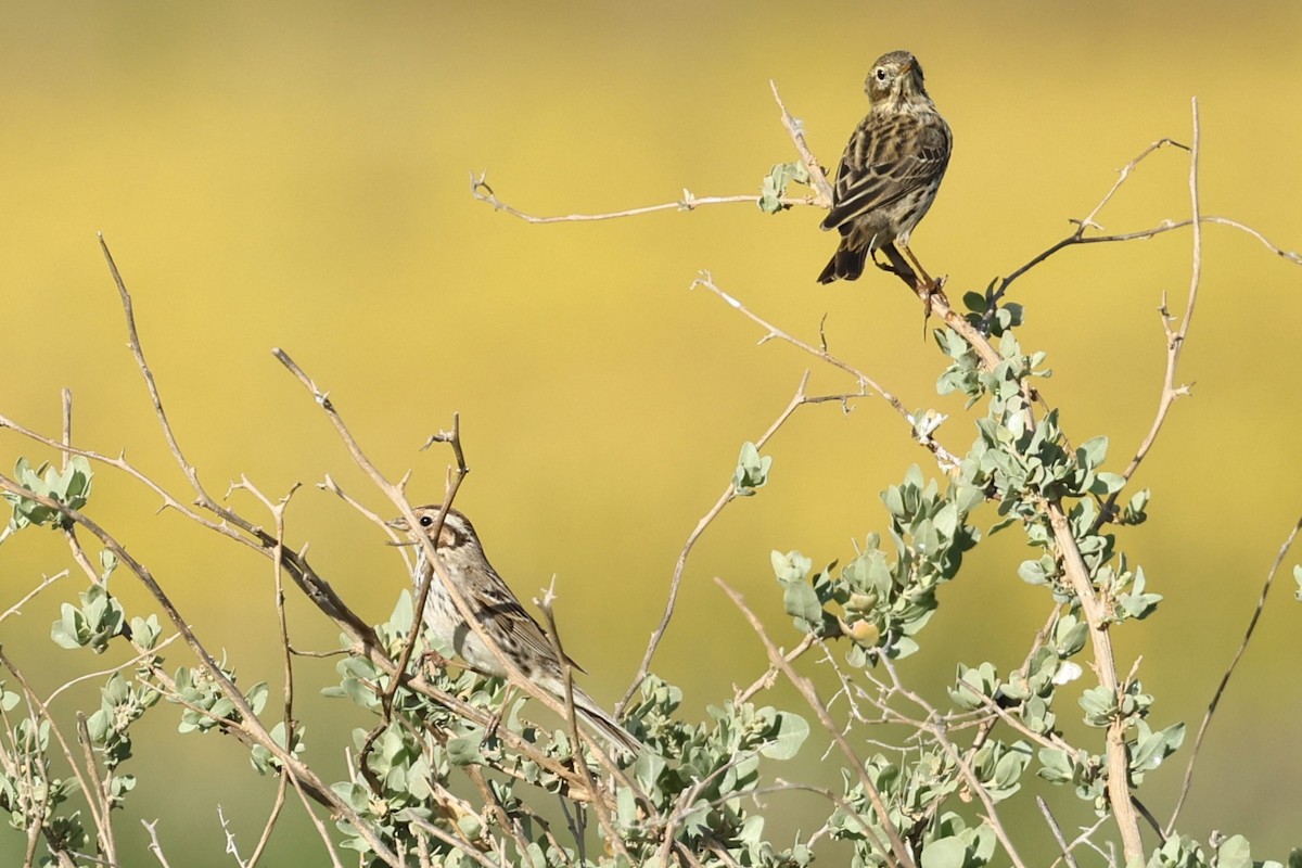 Little Bunting - ML549842971