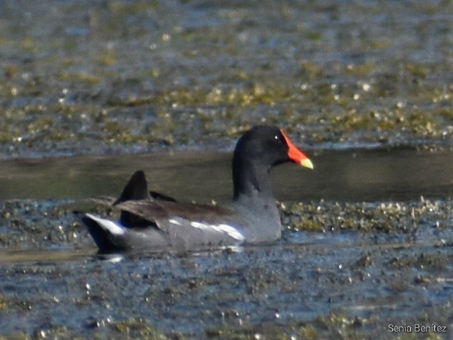 Common Gallinule - ML549843271