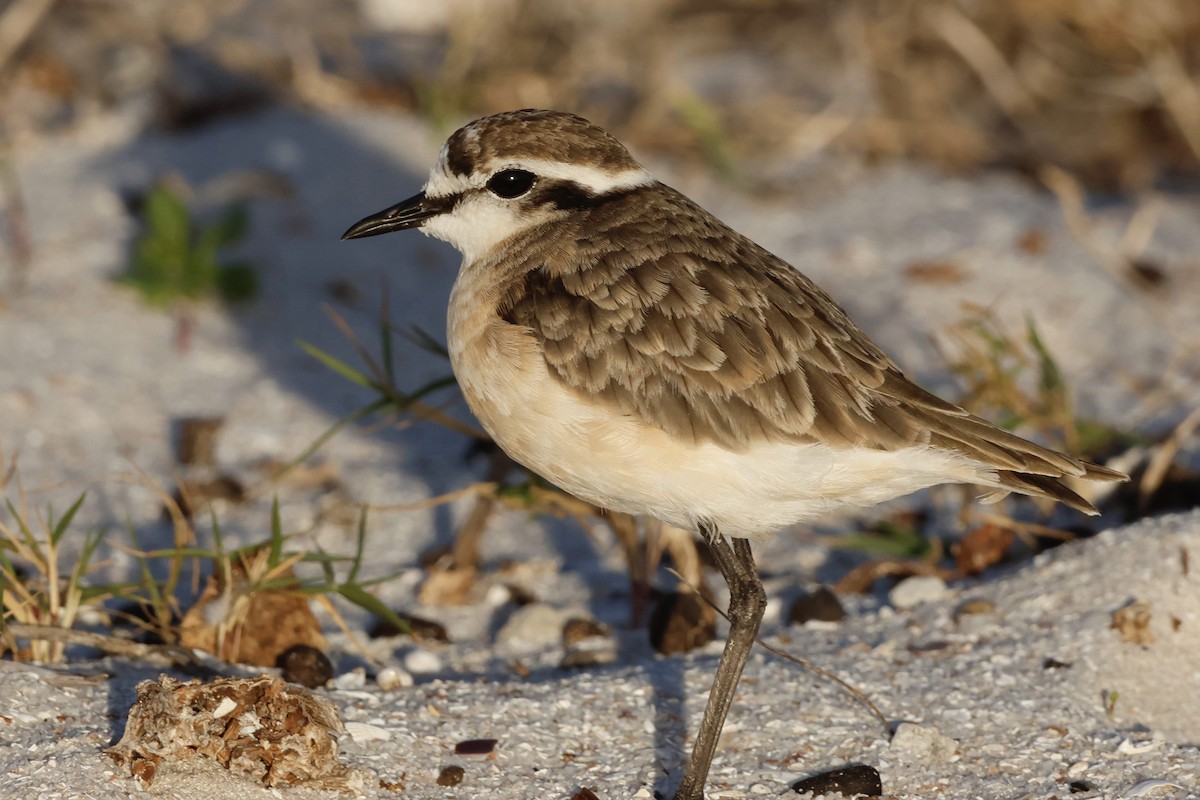 Kittlitz's Plover - ML549844331