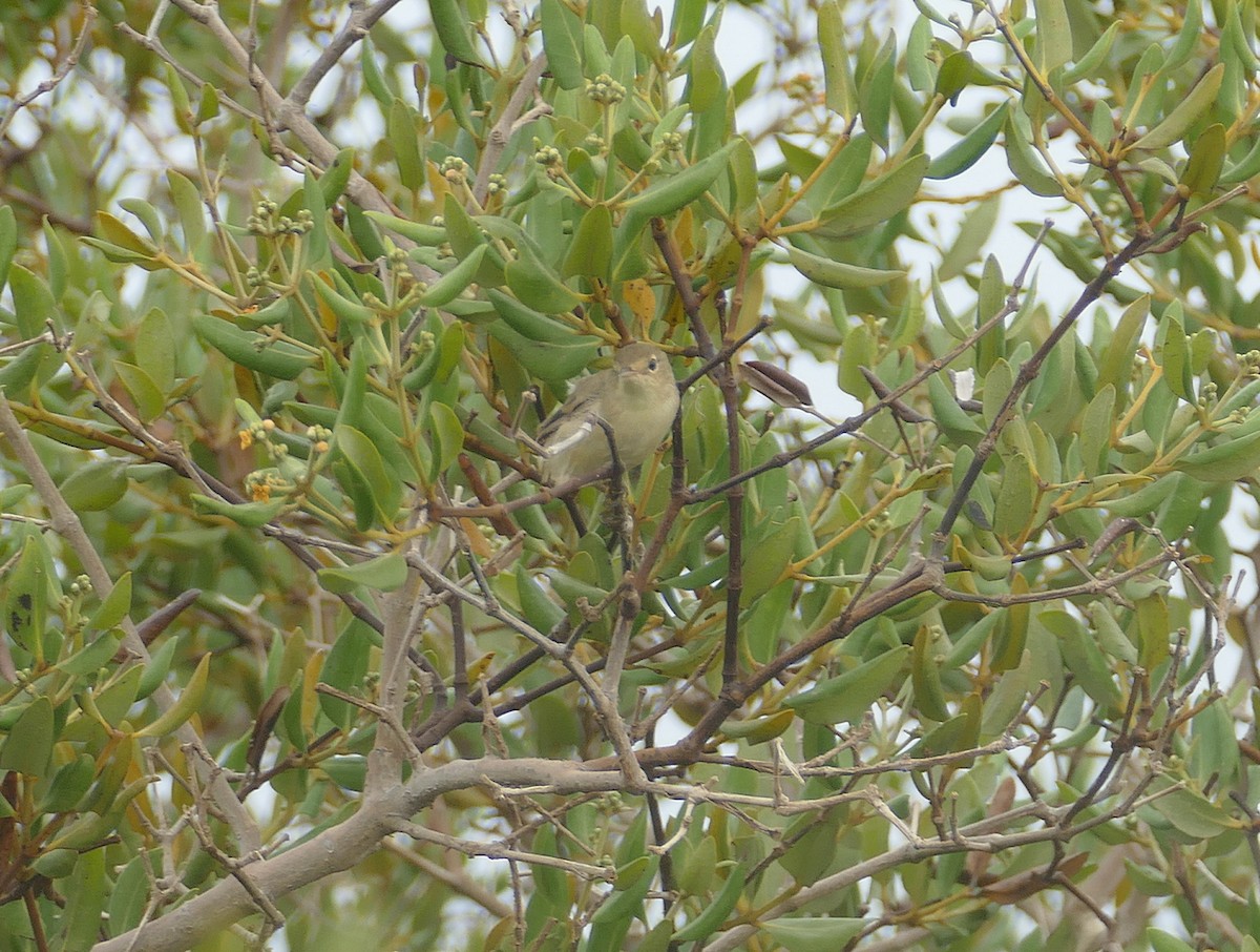 Common Reed Warbler (Mangrove) - ML549844651