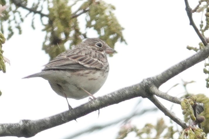 Vesper Sparrow - ML549844721