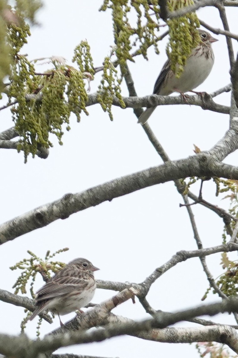 Vesper Sparrow - ML549844731