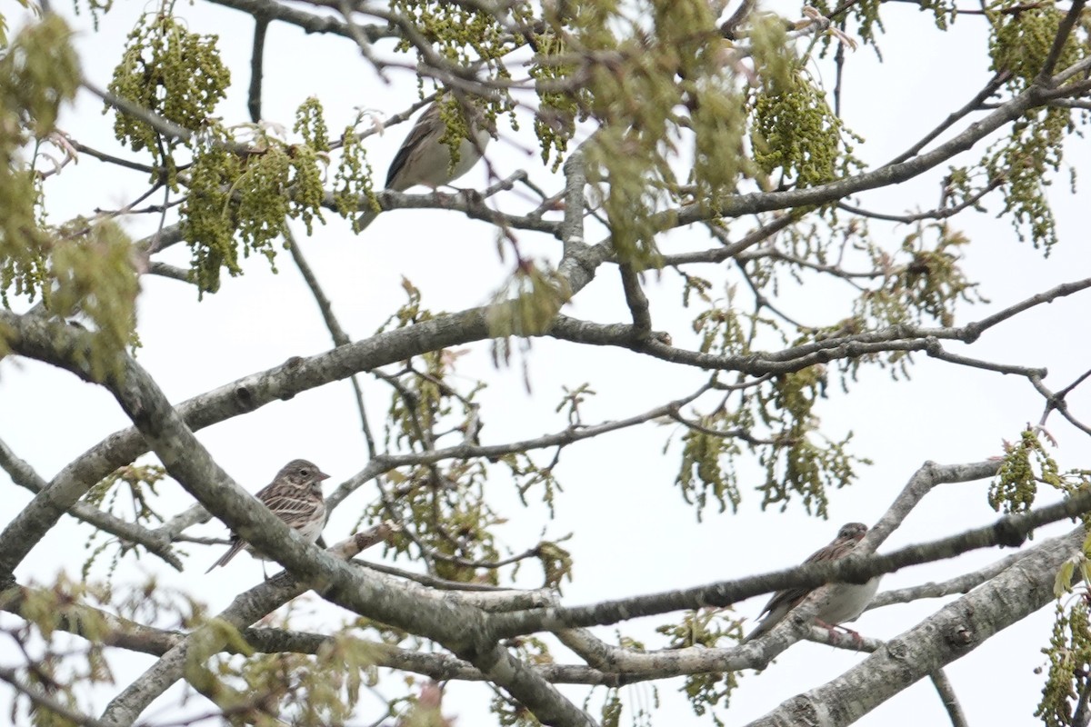 Vesper Sparrow - ML549844741